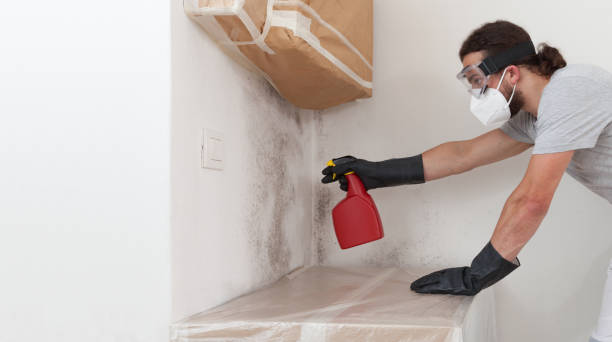 Professional Mold Cleanup technician working in Freeland, MI