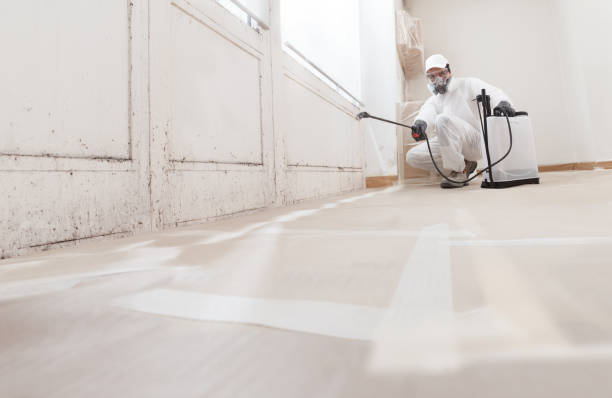 24/7 Emergency Mold Cleanup experts in Freeland, MI