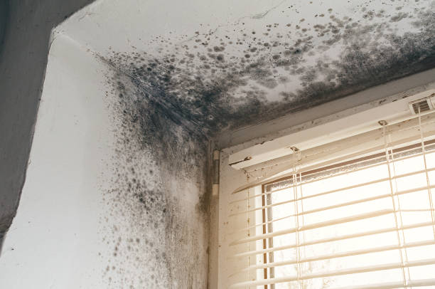 Affordable Mold Cleanup solutions in Freeland, MI